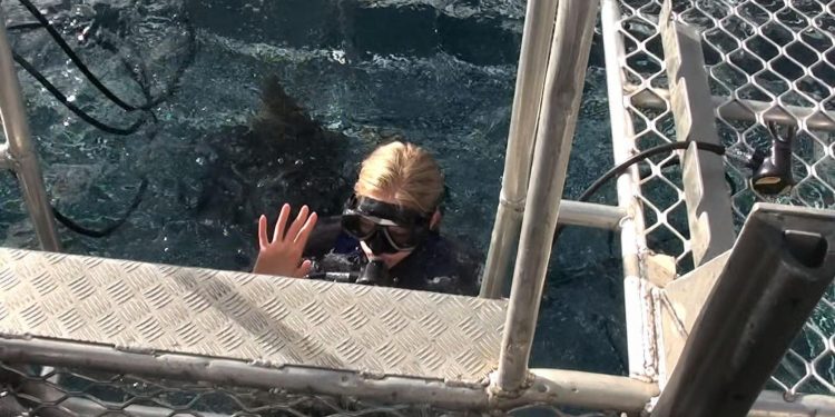 Cage Dive
