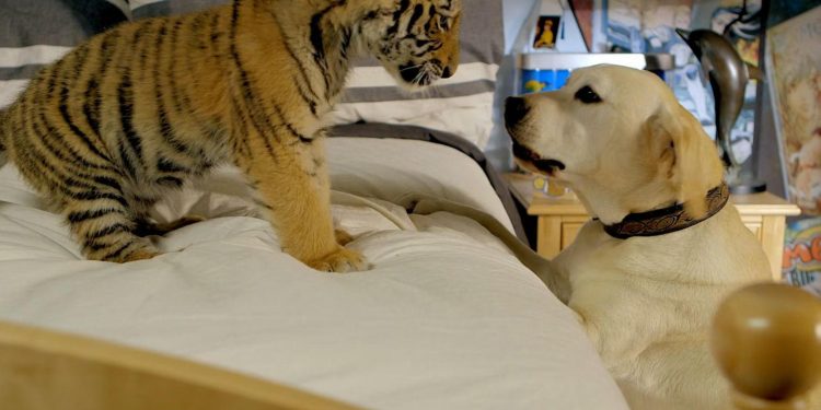 A Tiger’s Tail