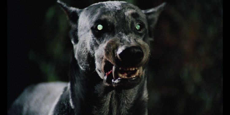 Dracula’s Dog