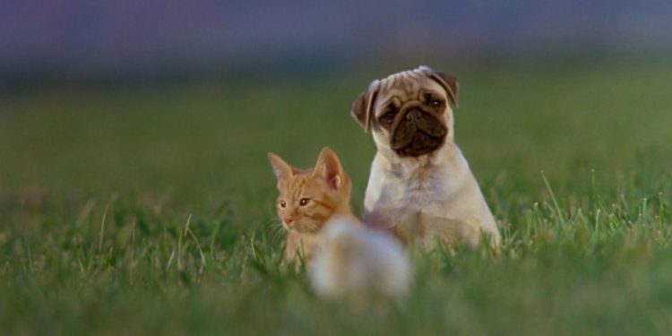 The Adventures of Milo and Otis