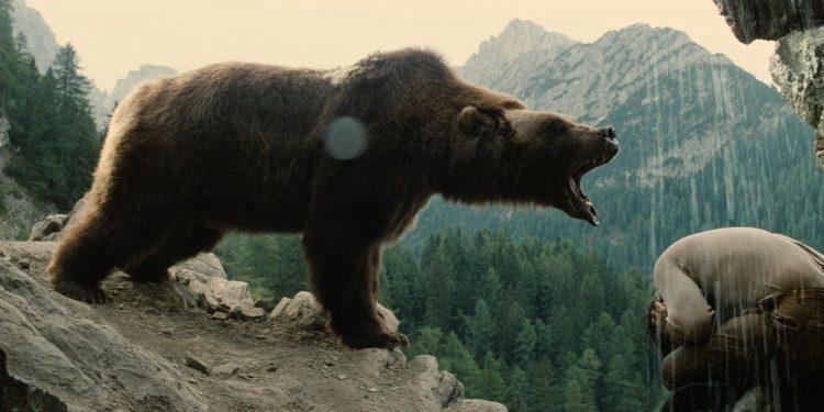 The Bear