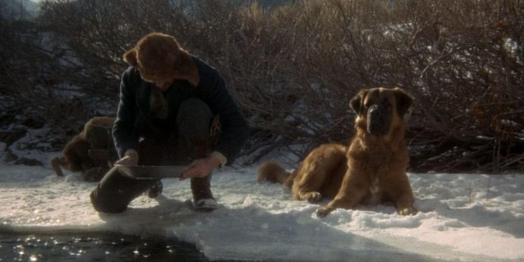 The Call of the Wild