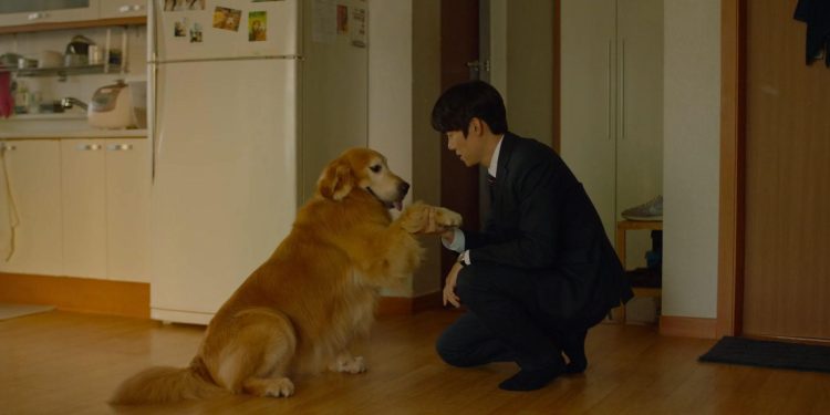 My Heart Puppy
