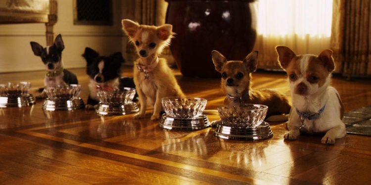 Beverly Hills Chihuahua 2