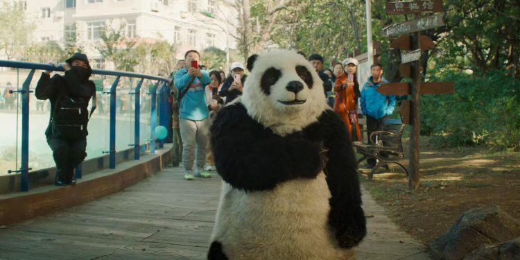 Follow Bear to Adventure