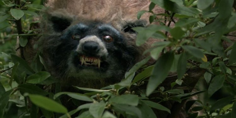 Crackcoon