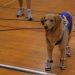 Air Bud: Golden Receiver