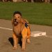 Air Bud: World Pup