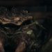 Gamera 2: Attack of Legion