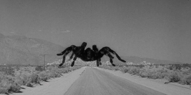 Tarantula